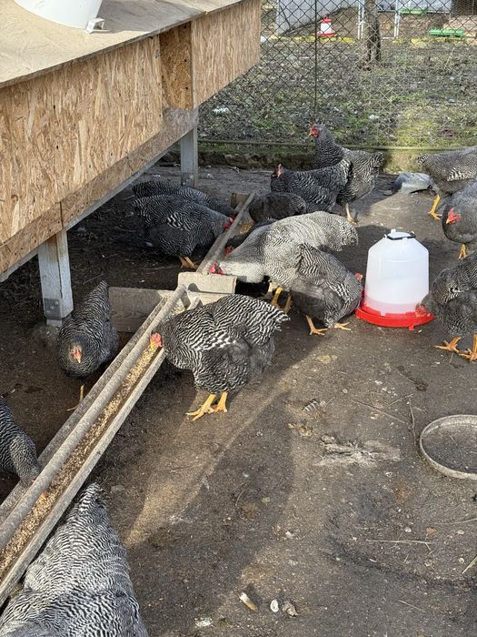 Cocosi rasa playmouth rock barat