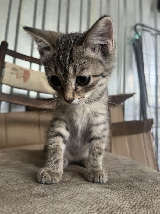 Отдам котят в добрые руки