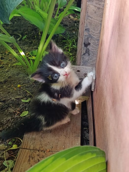 Отдам котят, 1 месяц