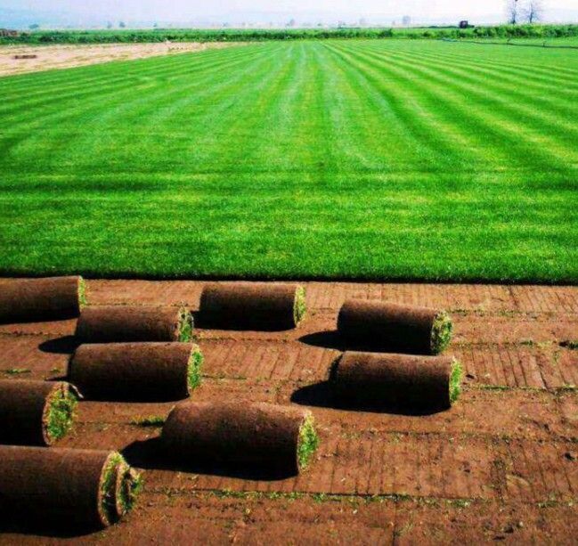 Рулонный живой газон