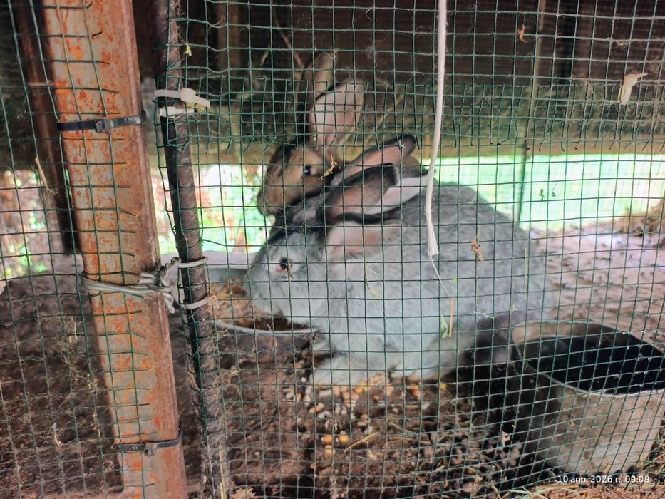 Продам кролов молодые