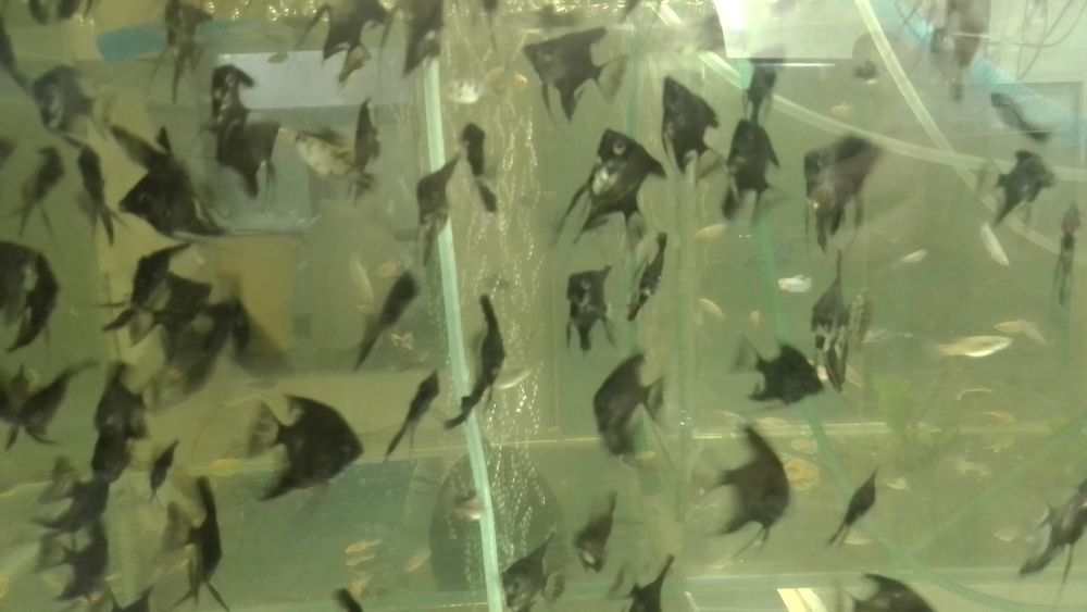 Продам аквариумных рыб