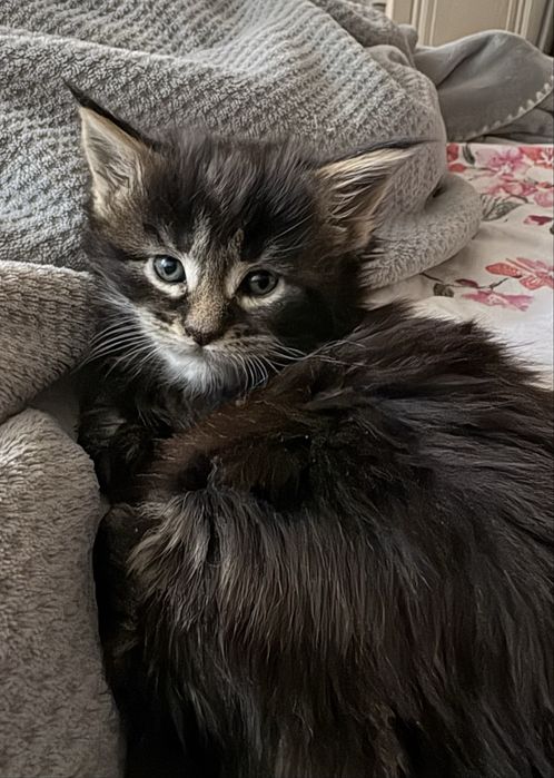 Котенок мейн кун девочка 30к