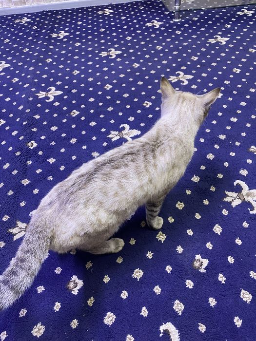 Кошечка ищет новую семью