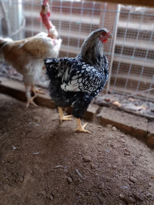 Vând cocoși diferite rase