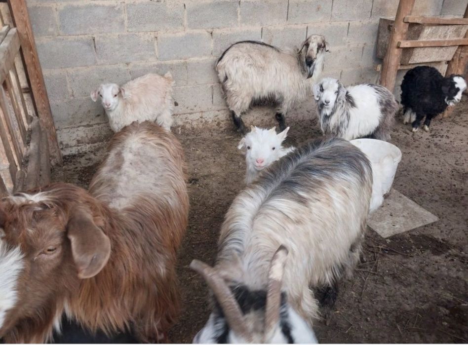 Продаются 4 козы с 4 козлятами и 1 козёл