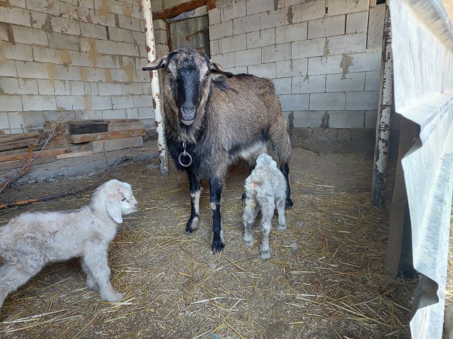 Дойная Коза с козлятами