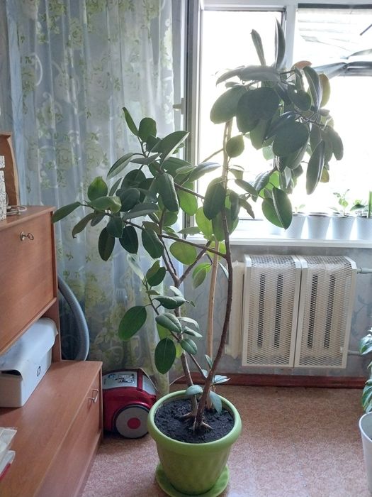 Цветы фикус комнатные