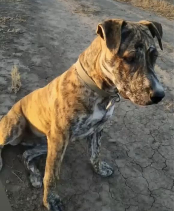 Ищем добрые ручки