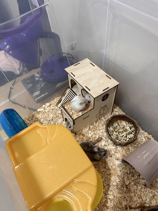 Хомяк джунгарика