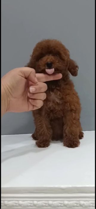 Toy poodle mini