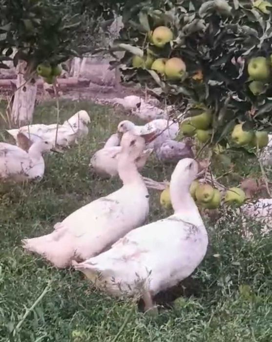 De vanzare bibilici, rațe mulard si gaste mature sau tinere(din acest an)