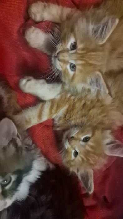 Котята мейн-кун 45 тысяч