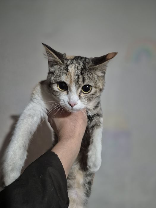 Отдам котят в хорошие руки