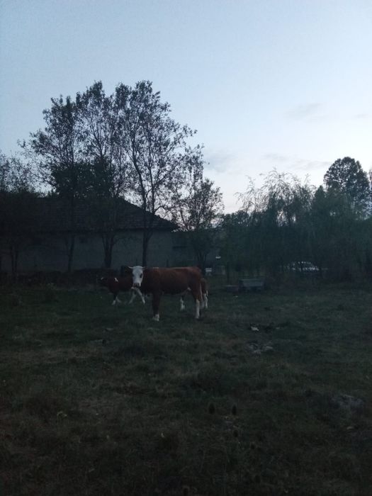 Vand vaca cu viței