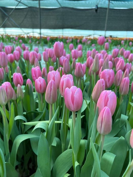 Продаем тюльпаны на 8 марта