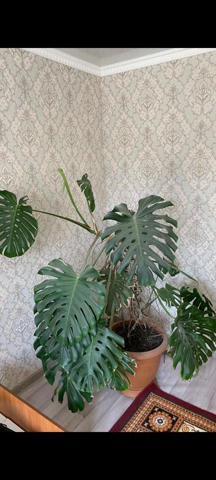 Комнатное растение