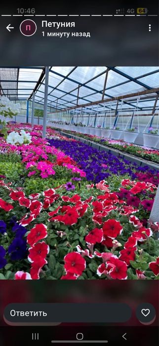 Петуния озеление опт розница