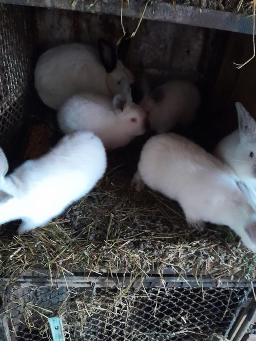 Vând iepurași tineret