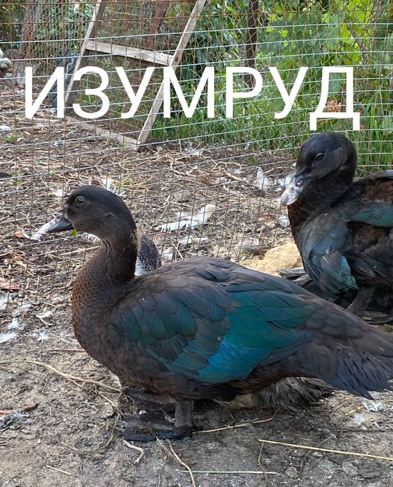 Продам утят тяжелой линии