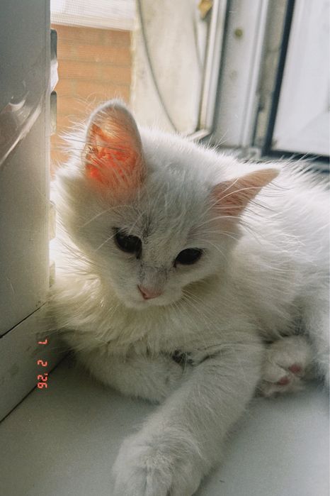 котёнок Тео!  Тео — мальчик, 4 месяца