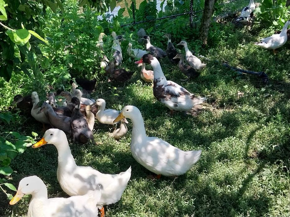 Rațe Pekin și Rațe Leșești (Mute) + Boboci – Diverse vârste