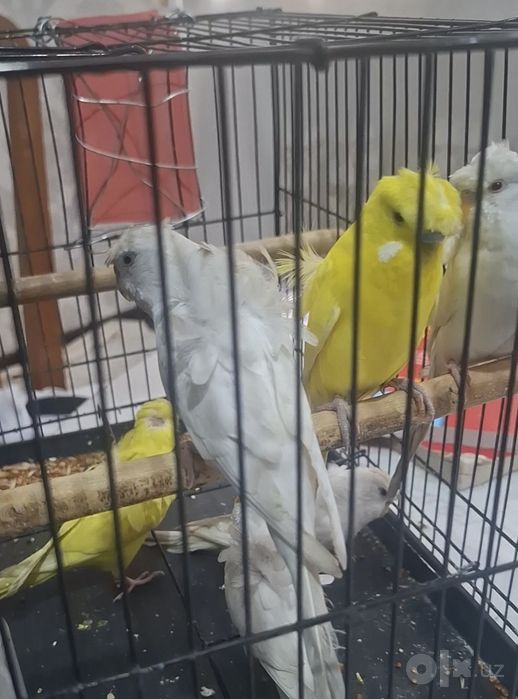 Valnistiy babochka tayyor vzrosli paralar