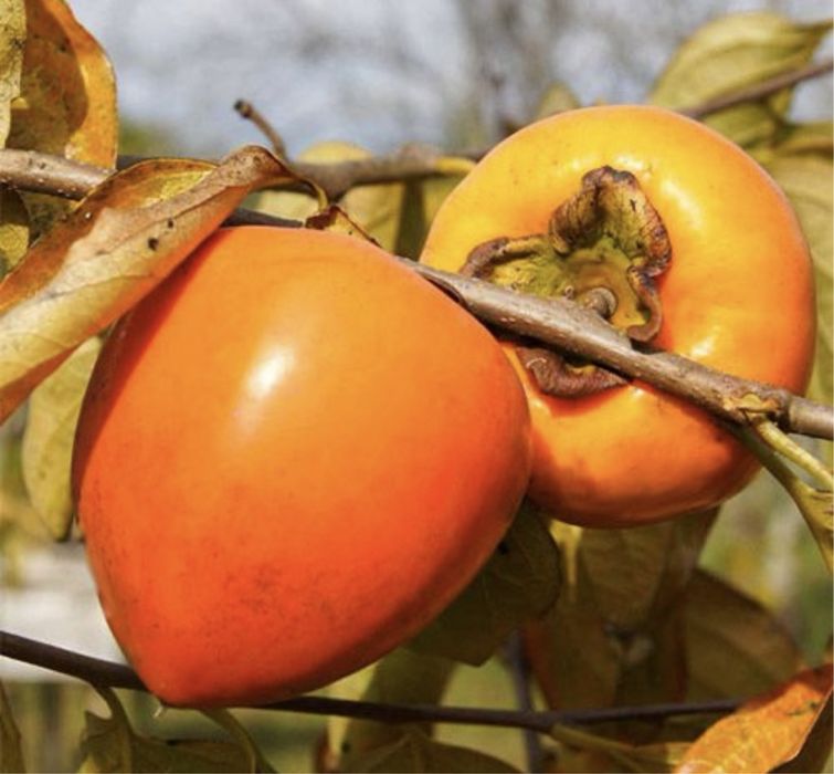 Kaki rosseyanka si alte soiuri rezistente la ger