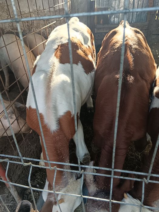 3 vițele de rasă