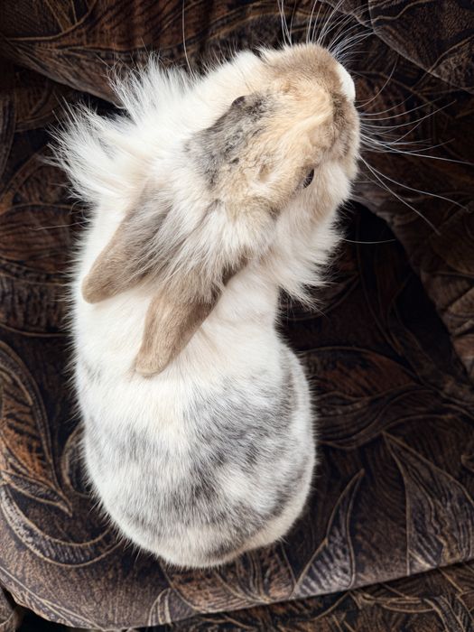 Iepuri femele mature (10 luni-1,5 ani)