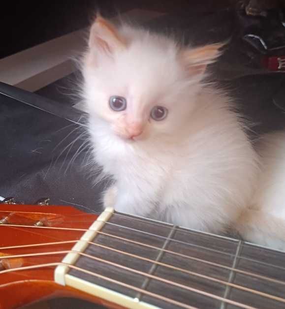 Невские маскарадные котята