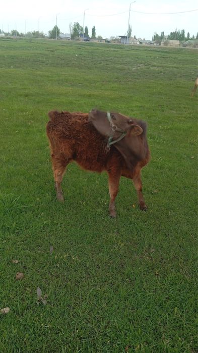 Телки две головы