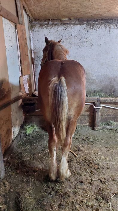 Mînza din cai grei
