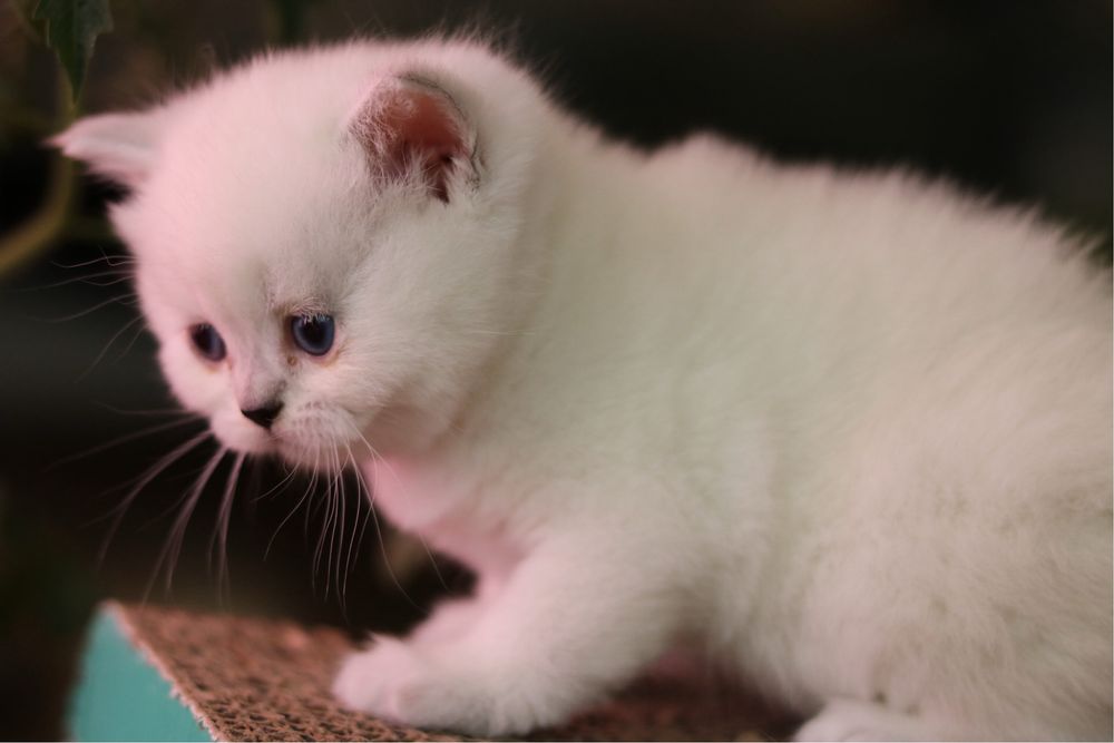 Британски късокосмести котенца – Silver Shaded, Golden Shaded и Colourpoint