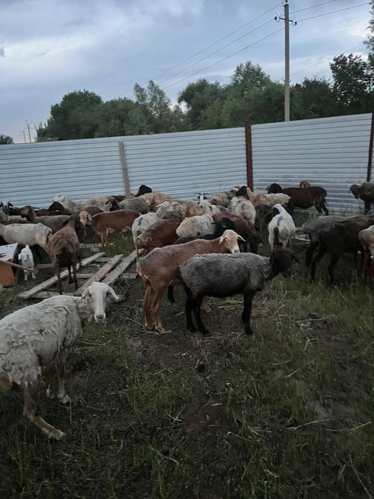 Бараны и козы ммми