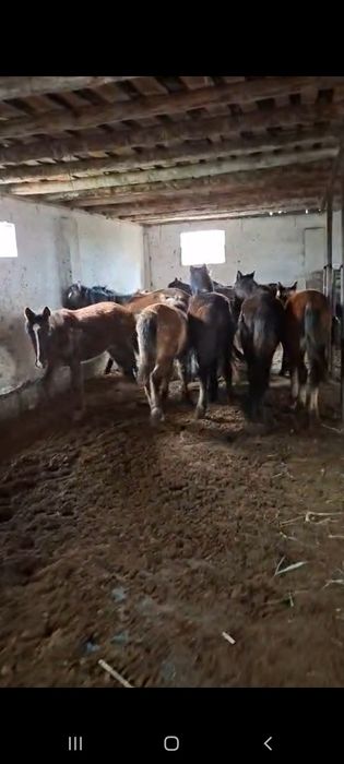 11 бас тай сатылады