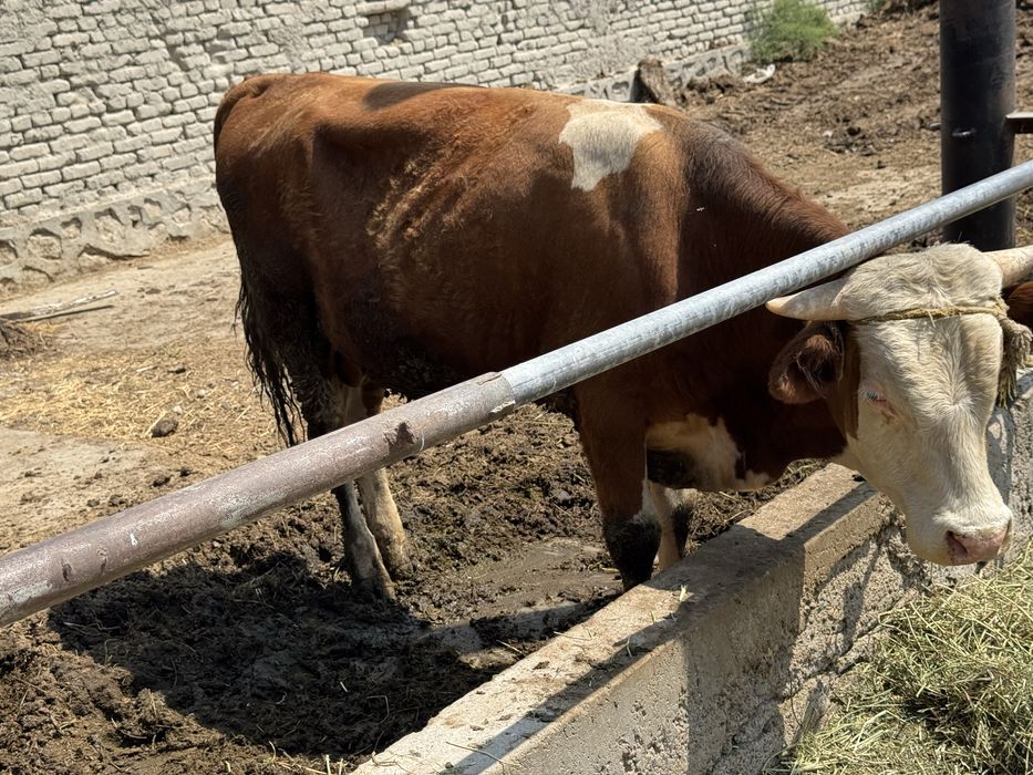 Jinsiy porno onlayn nd