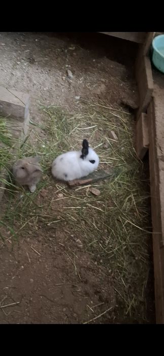 Iepurași diferite mărimi