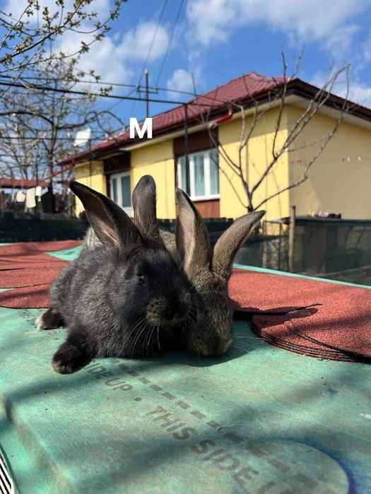 Iepuri uriaș german