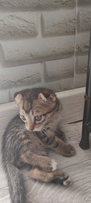 Отдам котят в добрые руки!