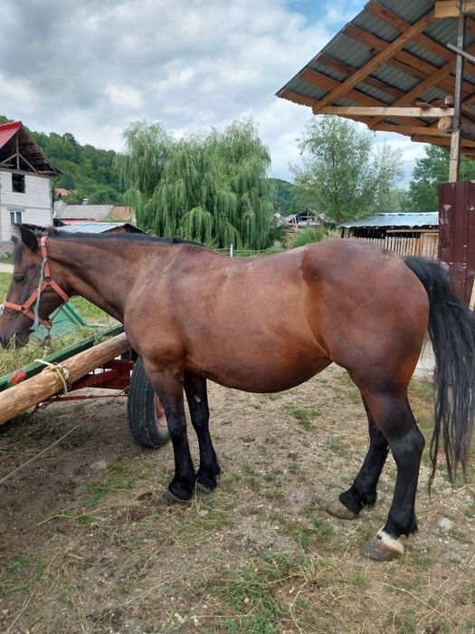 Iapa de vânzare cumite 5-6ani