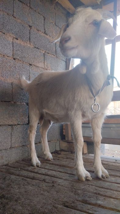 Ешкі сатылады.      .