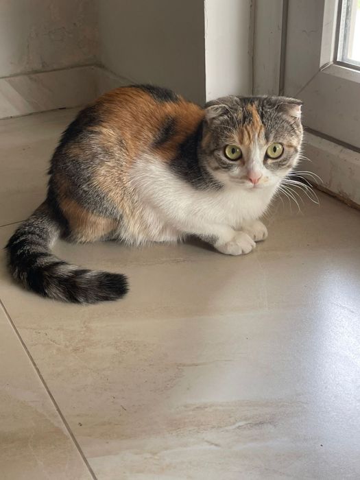 Отдам в хорошие руки