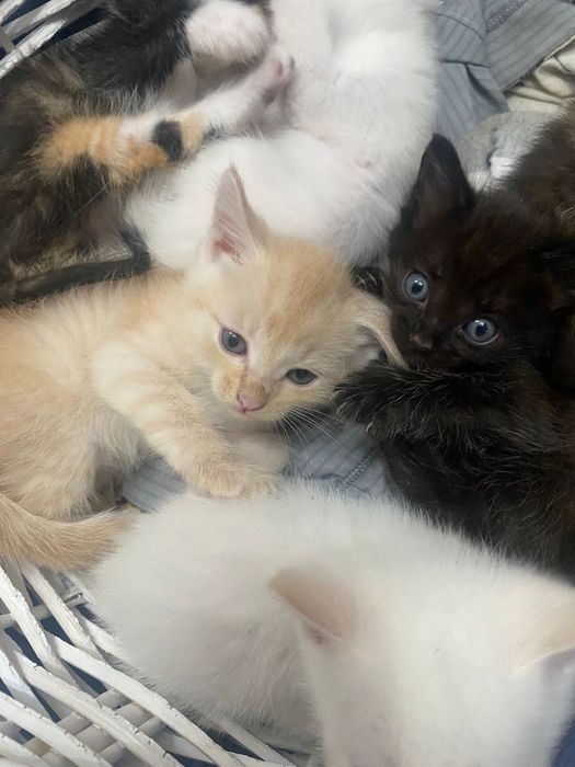 Котята бесплатно