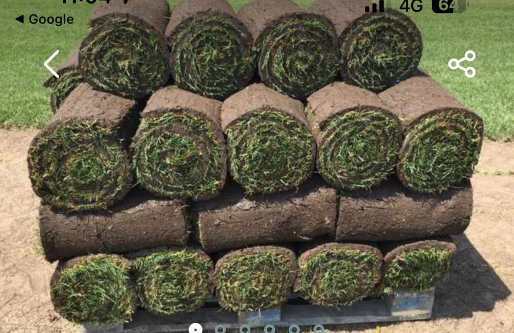 Gazon rulou 20 lei mp