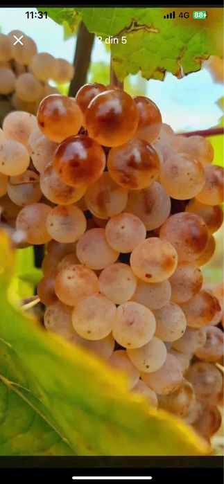Vând struguri de vin din propria gospodărie
