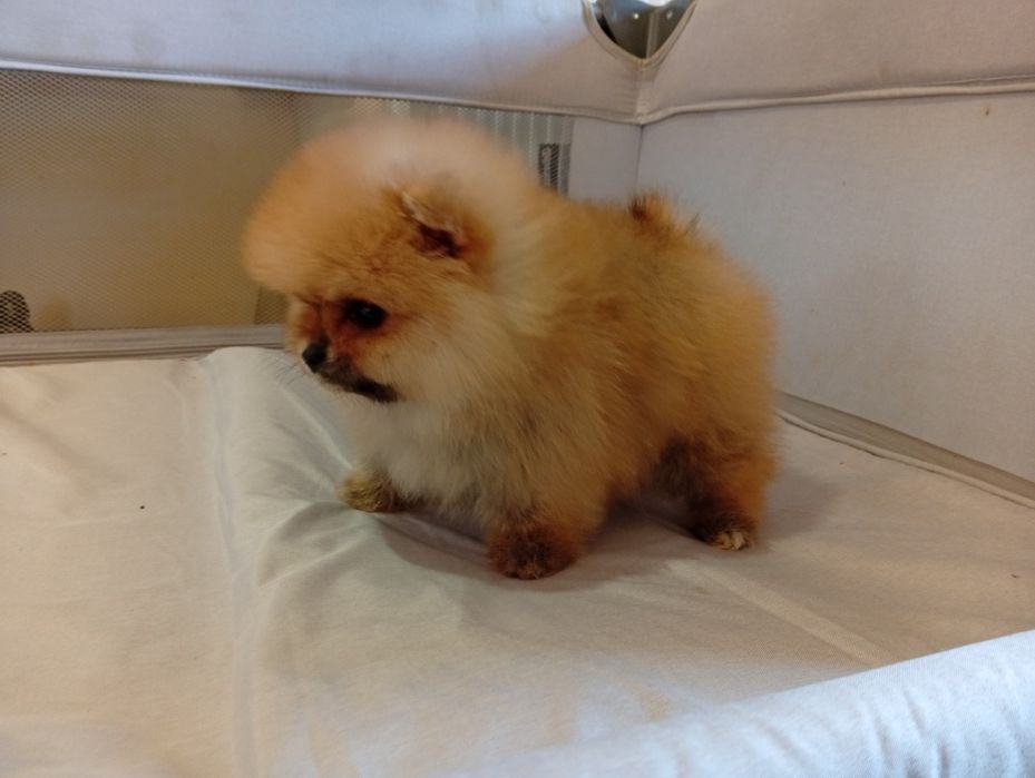 Pomeranian  superbi