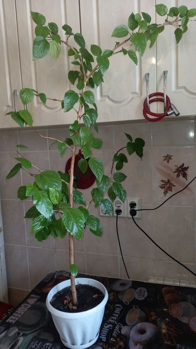 Продам квартиру ул Гагарина, 80