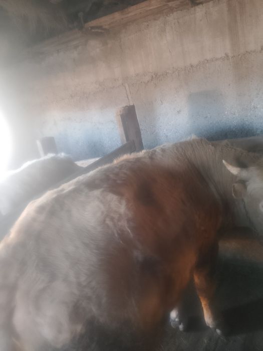 Бычки на откорме