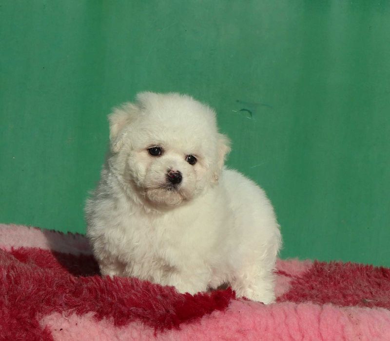 Bichon Frise deosebi cu pedigree FCI